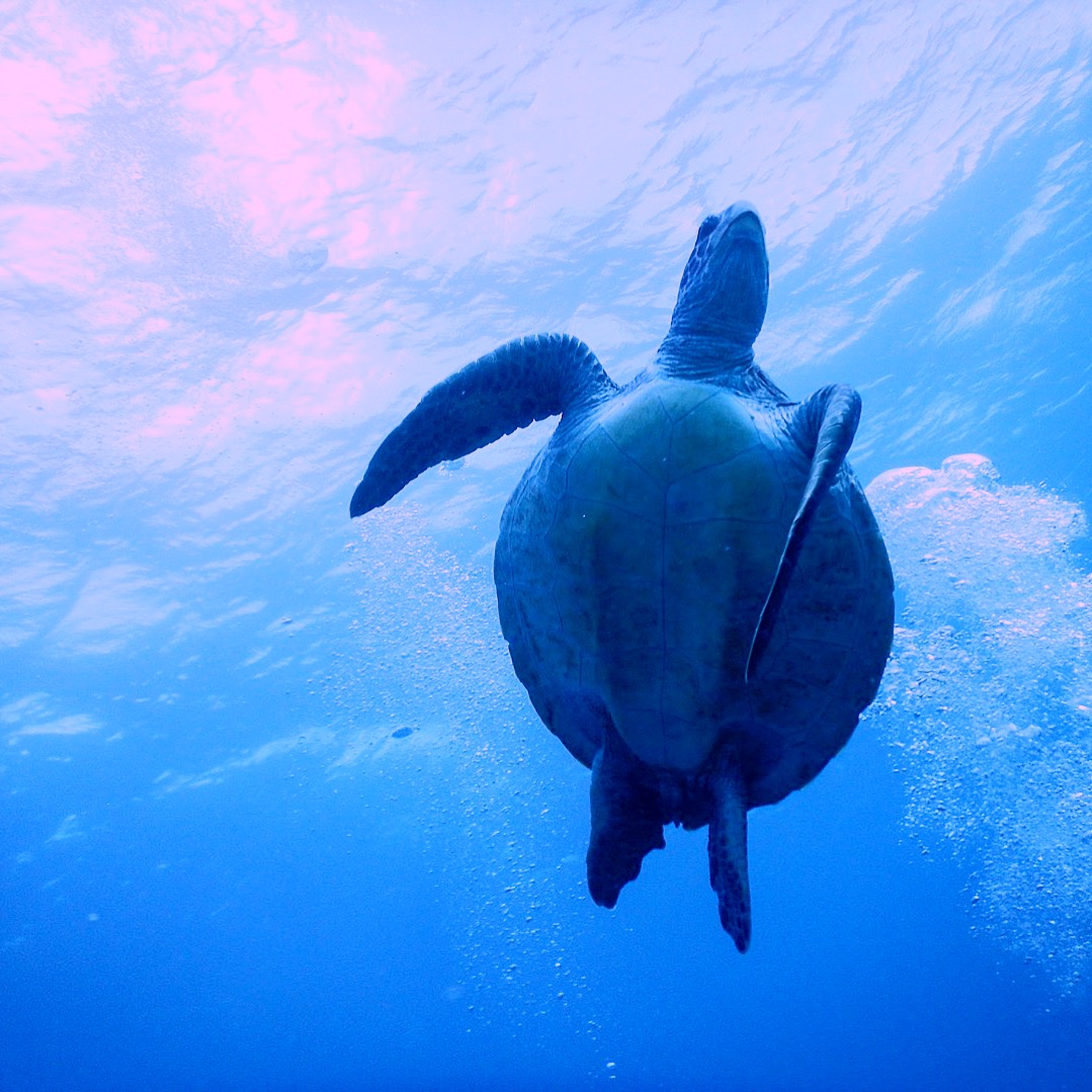 a turtle in Hachijo-jima